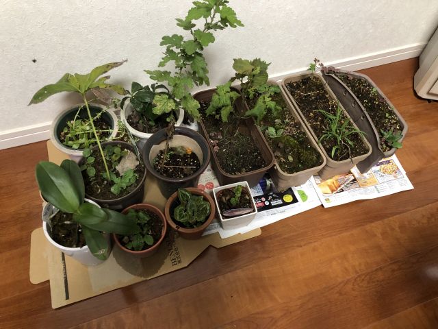 避難した鉢植え