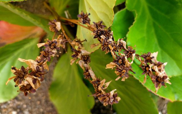 ヒマラヤユキノシタの花後