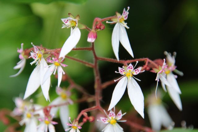 ユキノシタの花