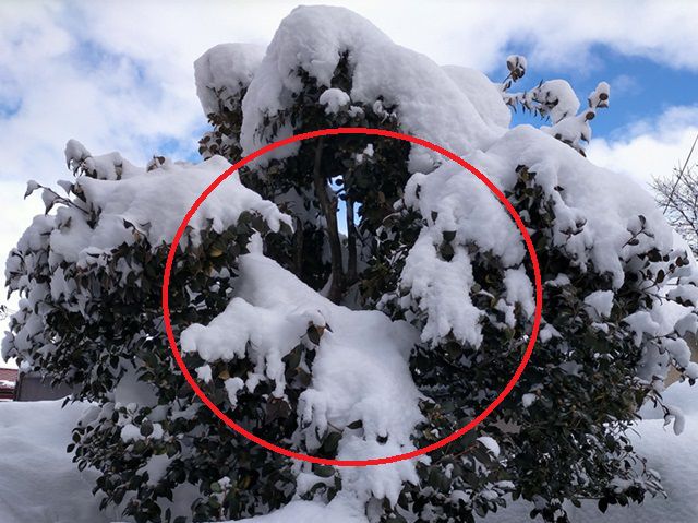 雪の重さで垂れ下がったツバキの枝