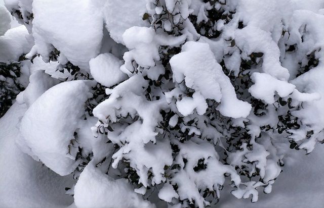 雪が積もったツバキの枝