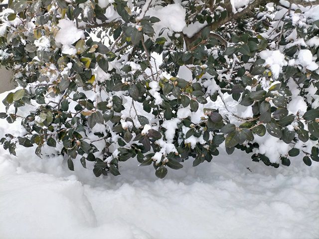 雪を払い落としたツバキの枝