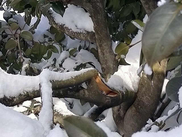 折れたツバキの太い枝