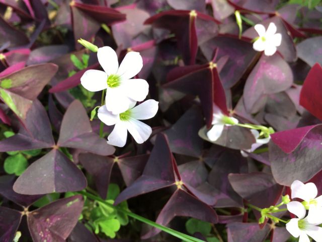 オキザリス・トリアングラリスの花