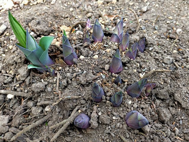 ギボウシの芽吹き