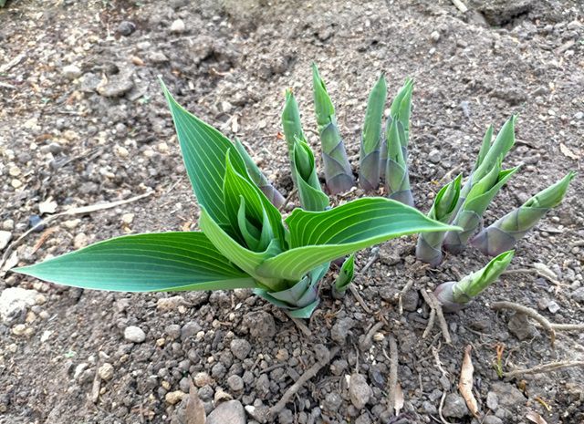 ギボウシの芽吹き