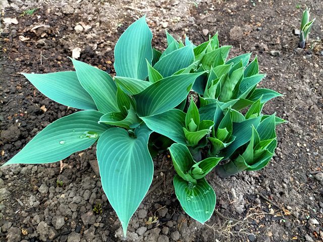 ギボウシの芽吹き