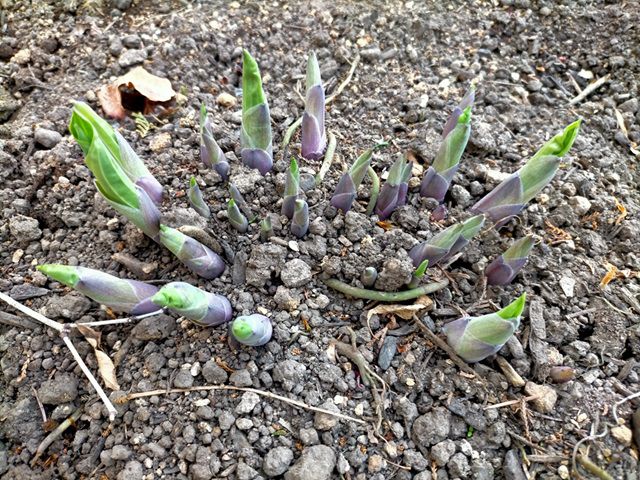 ギボウシの芽吹き