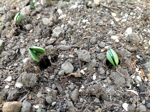 エダマメの発芽