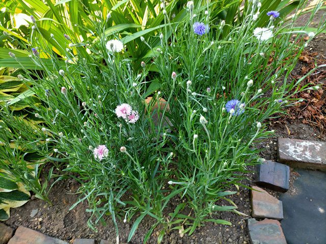 ヤグルマギクの花が咲く