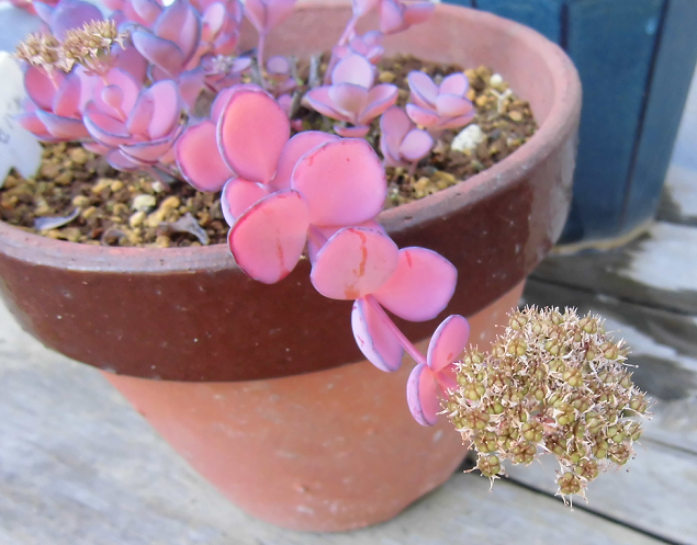 すべての花の画像 上花 ミセバヤの育て方