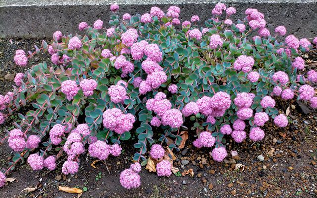 ミセバヤの花