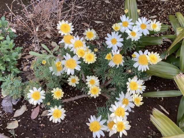 マーガレットの花