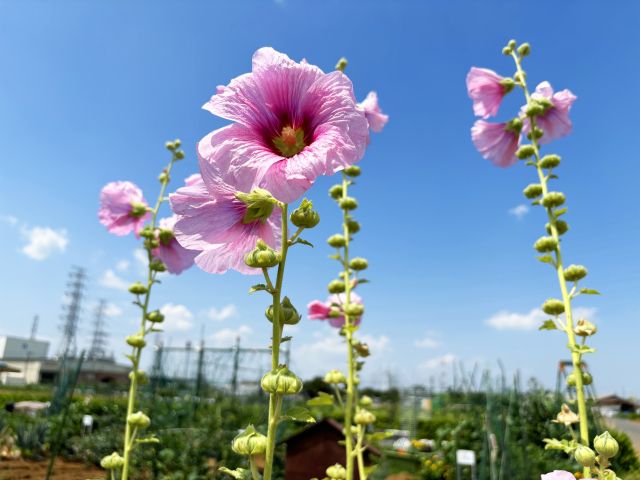 タチアオイの花