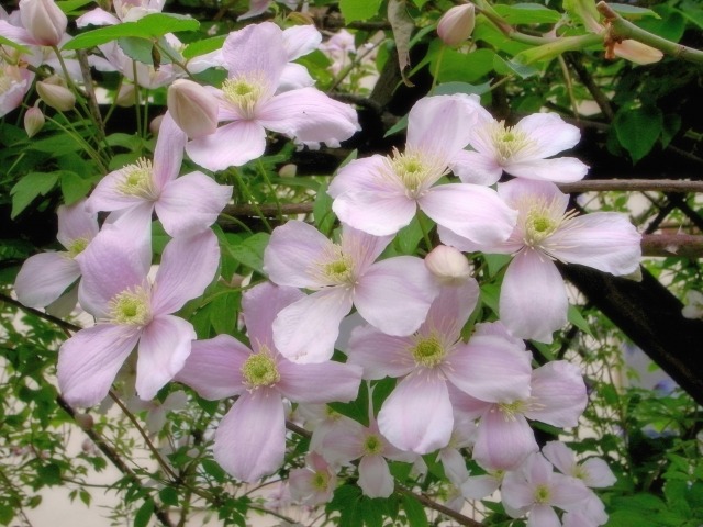 クレマチス モンタナ系の育て方 剪定時期と方法 花が咲かない原因は 楽して楽しむガーデニング
