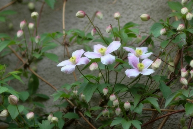 クレマチス モンタナ系の育て方 剪定時期と方法 花が咲かない原因は 楽して楽しむガーデニング