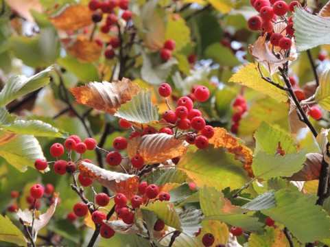 秋の木の実に赤い色が多い理由 楽して楽しむガーデニング