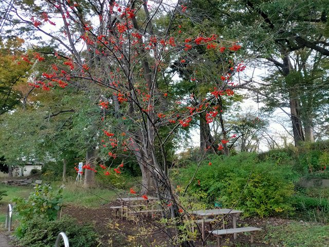 稲荷神社のナナカマド