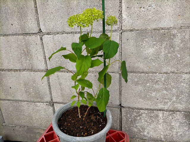 アナベルの鉢植え