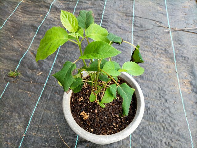 花がらを切り落としたアナベル