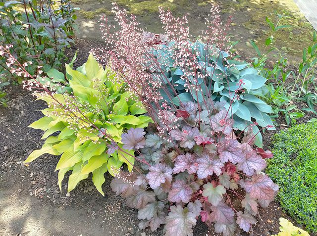 花茎がたくさん伸びたヒューケラ