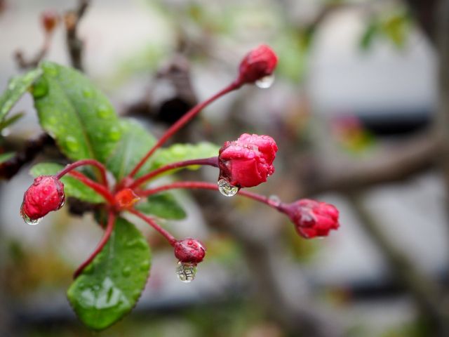 ハナカイドウ 花海棠 の特徴と育て方 剪定時期と方法は 楽して楽しむガーデニング