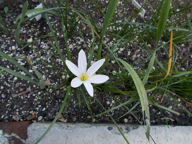 タマスダレの花