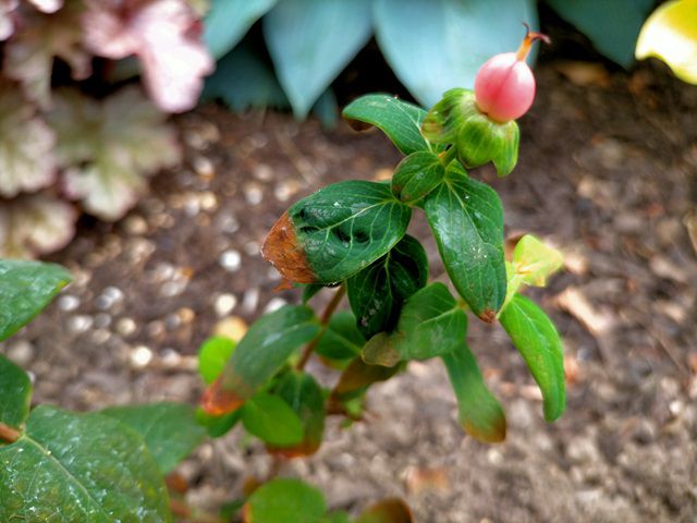 根腐れのため地植えにしたヒペリカム