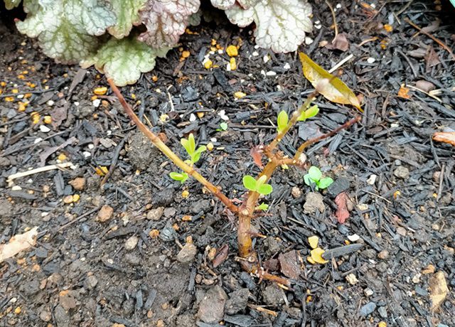 ヒペリカムの新芽