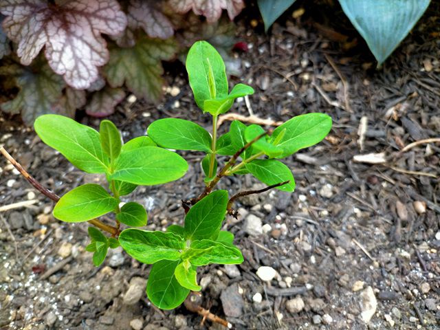 ヒペリカムの葉が茂る