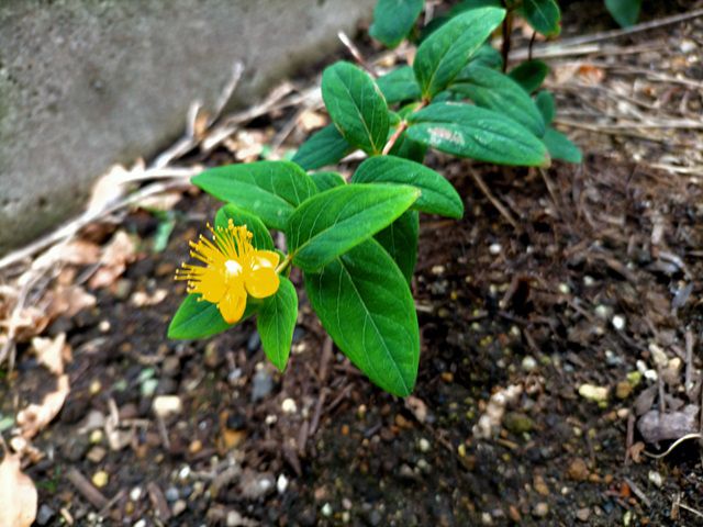 ヒペリカムの花が咲く