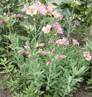 すべての花の画像 ベスト花 アルストロメリアの育て方