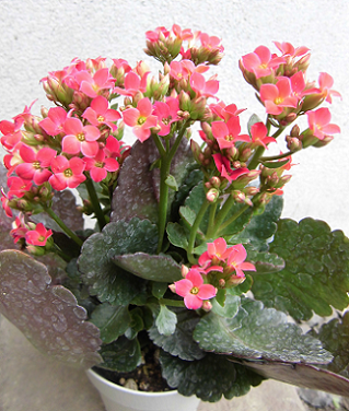 すべての美しい花の画像 綺麗な多肉 植物 冬 越し