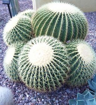 新鮮な多肉植物 サボテン 違い すべての美しい花の画像 新鮮な多肉植物 サボテン 違い すべての美しい花の画像